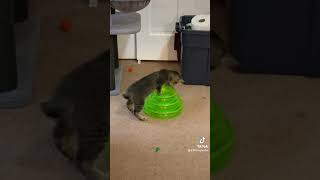 Tigger The Foster Kitten Playing With New Cat Track Tower Toy [upl. by Trev73]