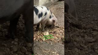 Bentheimer Landschwein Schwein Detmold Freilichtmuseum Prost Guten Appetit [upl. by Ewall]