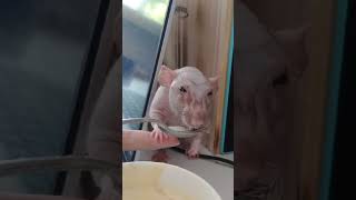 Hairless rat called quotFeolindoquot ratas petrats animalestiernos [upl. by Mord376]