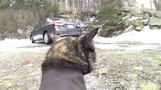 GoPro Cat Cam [upl. by Adnohsed]