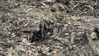 Myrmecia nigriceps at the Australian National University in Canberra [upl. by Xaviera]