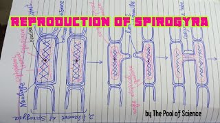 BS botany Semestr I amp IIReproductionLife Cycle of Spirogyra by The Pool of Science [upl. by Schear]