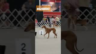 Azawakh dog breed at Purina Farms 🐾🐾 azawakh azawakhShowDog dog [upl. by Einhorn638]