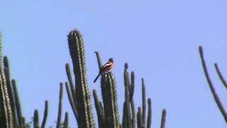 Birds of Venezuela Venezuelan Troupial [upl. by Inotna]