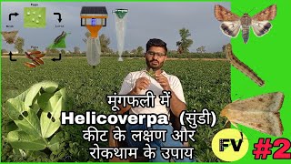 मूंगफली की फसल में Helicoverpa armigera कीट की रोकथाम के उपाय pardeepbeniwal groundnut [upl. by Bala82]