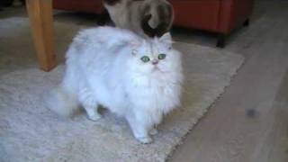 Perzische black chinchilla poes persian cat [upl. by Jarrow]