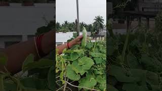 పొట్లకాయలన్ని దాకుంటున్నాయి  TELUGU GARDEN VLOG [upl. by Erdeid860]