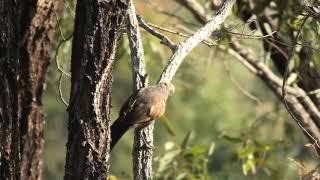 Greycrowned Babbler 5 [upl. by Ettenal794]