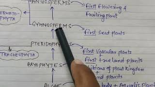 Difference between Spermatophyta and Tracheophyta spermatophyta floweringplants [upl. by Akialam962]