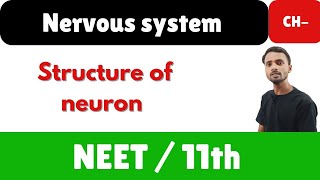 structure of neuron class 12th [upl. by Ennovart]