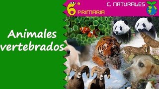 Animales vertebrados Naturales 6º Primaria [upl. by Akimas]