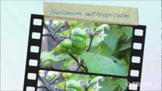 Solanum aethiopicum 13227 [upl. by Balough]