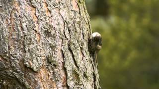 Shorttoed Treecreeper Certhia brachydactyla  Gartenbaumläufer [upl. by Darn349]