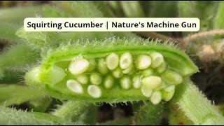 Squirting Cucumber  Natures Machine Gun [upl. by Zantos]