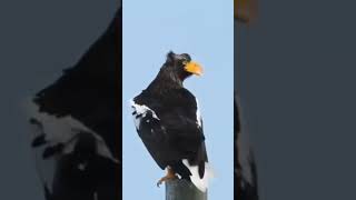 EAGLE ATTACK dicovery AnimalHT2721 comedy bollywood [upl. by Bruning]