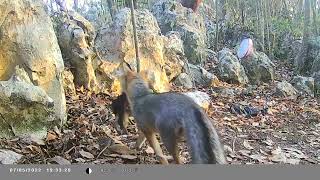 Urocyon cinereoargenteus consumiendo un perro Córdoba Veracruz [upl. by Grewitz]