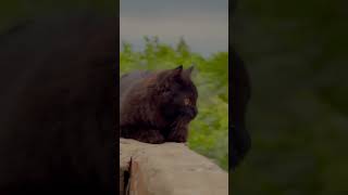 Cat point love pets tamil trending catlover viralvideo animals [upl. by Inva]