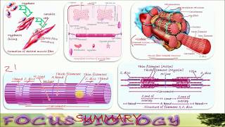 Muscle Contraction 2 2 Microscopic Anatomy Hindi [upl. by Ainecey]