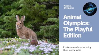 Animal Olympics  The Playful Edition animals wildlife viral shorts fun trending 1million [upl. by Rawde]