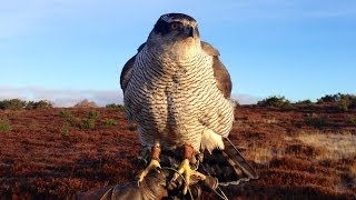 Goshawks  hunting pheasants in Angus Scotland [upl. by Carmelita586]