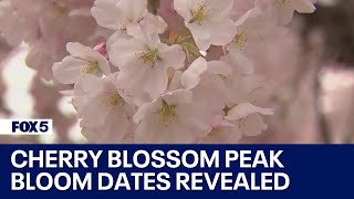 Cherry blossom peak bloom dates revealed  FOX 5 DC [upl. by Mitinger529]