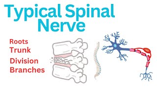 Typical Spinal Nerve spina cord originrootstrunk division branches anatomy of nervous system [upl. by Ribal471]