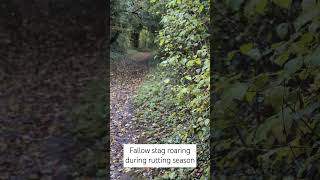 Fallow stag roaring during rutting season shorts short nature naturevideo deer woodland [upl. by Aley968]