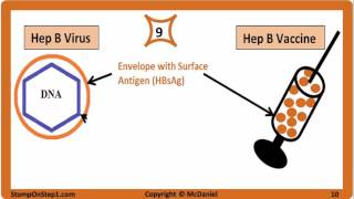 Viral Hepatitis Hepatitis A Hepatitis B Hepatitis C HBsAg HBeAg Vaccine HCV HBV HBsAb [upl. by Seleta]