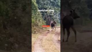 Biggest sambhar deer at jim Corbett National park safari viralvideo antelopes animals shorts [upl. by Aryamoy]