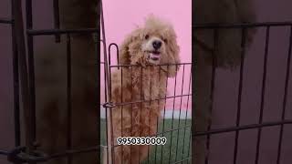 Bichon Poodle Puppies l trending trendingshort shortfeed shorts dogbreed doglover poodle [upl. by Adda]