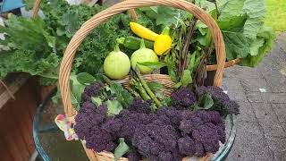 Harvest purple broccoli round zucchini curly kale and plant asparagusPlanting tomatoes [upl. by Sigler]