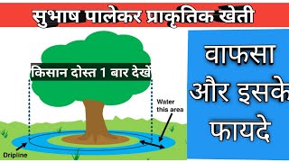 वाफसा क्या है  Waaphasa  Zero Budget Natural Farming Subhash Palekar [upl. by Ynnaf]