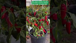 화분에고추심기abundant sriracha peppers from 10gallon potshortssriracha pepper peppergrowing [upl. by Novehs]