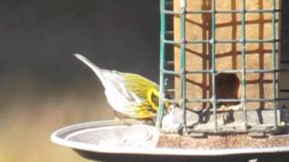 The 4th documented record of Townsends Warbler in Pennsylvania [upl. by Aleacim]