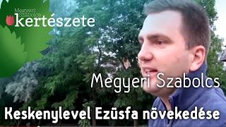 Elaeagnus angustifolia  Keskenylevelű Ezüstfa növekedése  Megyeri Kertészet Cegléd [upl. by Kirimia]