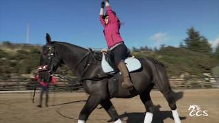 Horse Riding Dublin Country Cottage Stables [upl. by Niawd240]