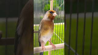 European Goldfinch mule singing  Jilguero Mixto  Carduelis  European Goldfinch Mix  طائر الحسون [upl. by Bolen772]