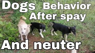 dogs behavior after being spayed and neuter [upl. by Arahsak]