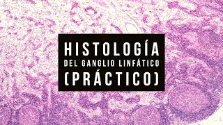 Histología del Ganglio linfático práctico [upl. by Alikahs]