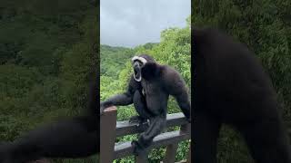 wild monkey sound  wild monkey calling monkey shorts animals shortvideo [upl. by Yerffej]