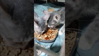 Third transition stage from wet food to dry food shelter [upl. by Ellives863]