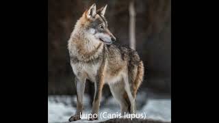 Lupo Canis lupus [upl. by Sivra441]