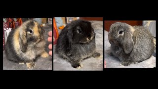 Poker Alice amp Elias Holland Lop Litter 45 Days Old [upl. by Sheelagh988]