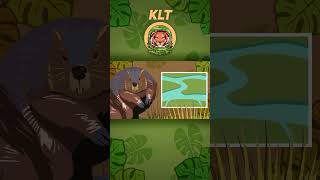 Beavers Build Dams  Animal Songs For Kids  KLT WILD shorts [upl. by Anastasio]