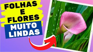 Como cuidar de zantedeschia [upl. by Lief]