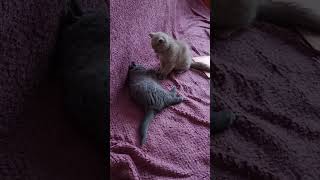 British Shorthair Kitten Battle [upl. by Nnylyar]