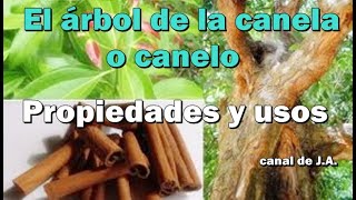 El árbol de la canela o canelo  Propiedades y usos [upl. by Teevens]