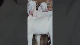 Pink skin goat kids Masha allah nice 👍👍 👍 quality my channel subscribe [upl. by Tarrel623]