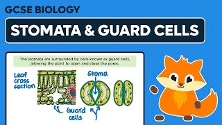 Stomata amp Guard Cells  GCSE Biology [upl. by Ahsote]