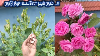 என்னுடைய பன்னீர் ரோஜா செடி ரகசிய டிப்ஸ் My secret tips to get more panneer roses in my garden [upl. by Asil]